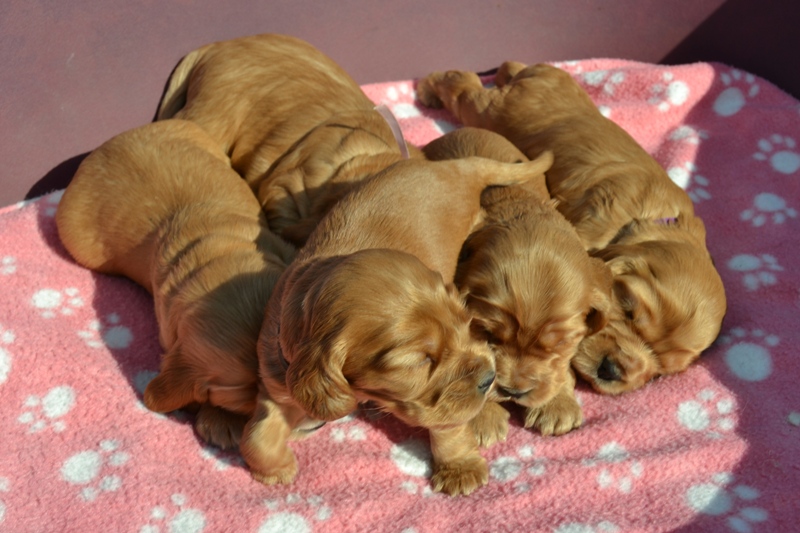 30-Idol, Icon, Ina, Ira, Iris.JPG